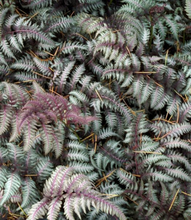 Athyrium 'Burgundy Lace'®
